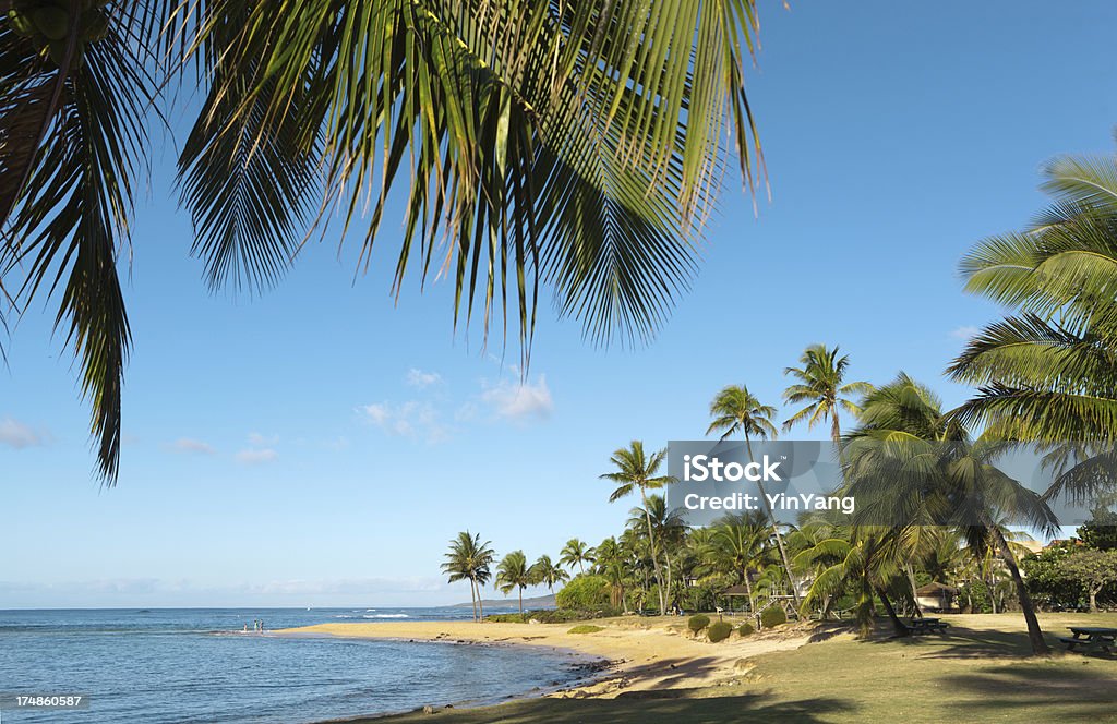 Drzew palmowych, przy plaży Poipu, Kauai na hawajach - Zbiór zdjęć royalty-free (Bezchmurne niebo)