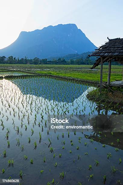Campo De Arroz Campos Foto de stock y más banco de imágenes de Agricultura - Agricultura, Agua, Aire libre