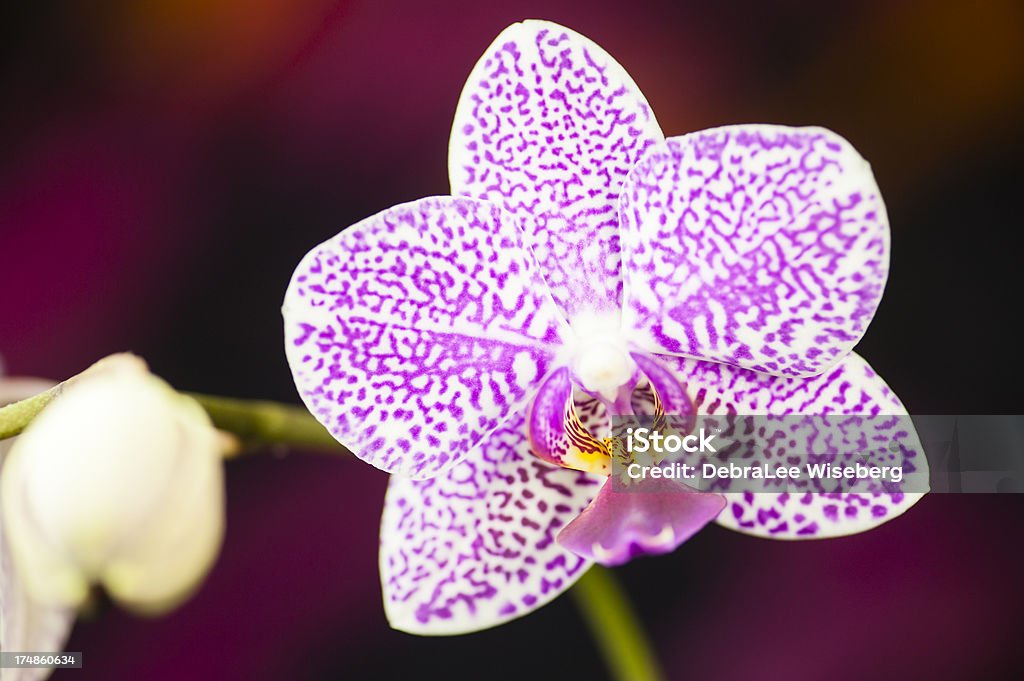 Inverno Desabrochando Orquídea - Royalty-free Alta Sociedade Foto de stock