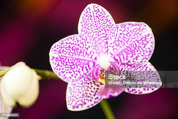 Inverno Desabrochando Orquídea - Fotografias de stock e mais imagens de Alta Sociedade - Alta Sociedade, Ao Ar Livre, Beleza natural