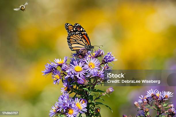 Monarch И Шмель — стоковые фотографии и другие картинки Астра - Астра, Бабочка, Пчела