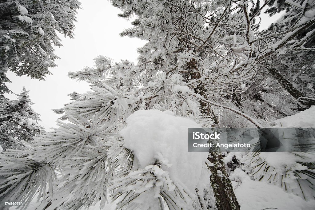 Árvore de inverno, Vista de Cima - Royalty-free Ao Ar Livre Foto de stock