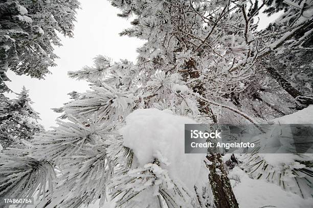 Árvore De Inverno Vista De Cima - Fotografias de stock e mais imagens de Ao Ar Livre - Ao Ar Livre, Avellino, Campânia