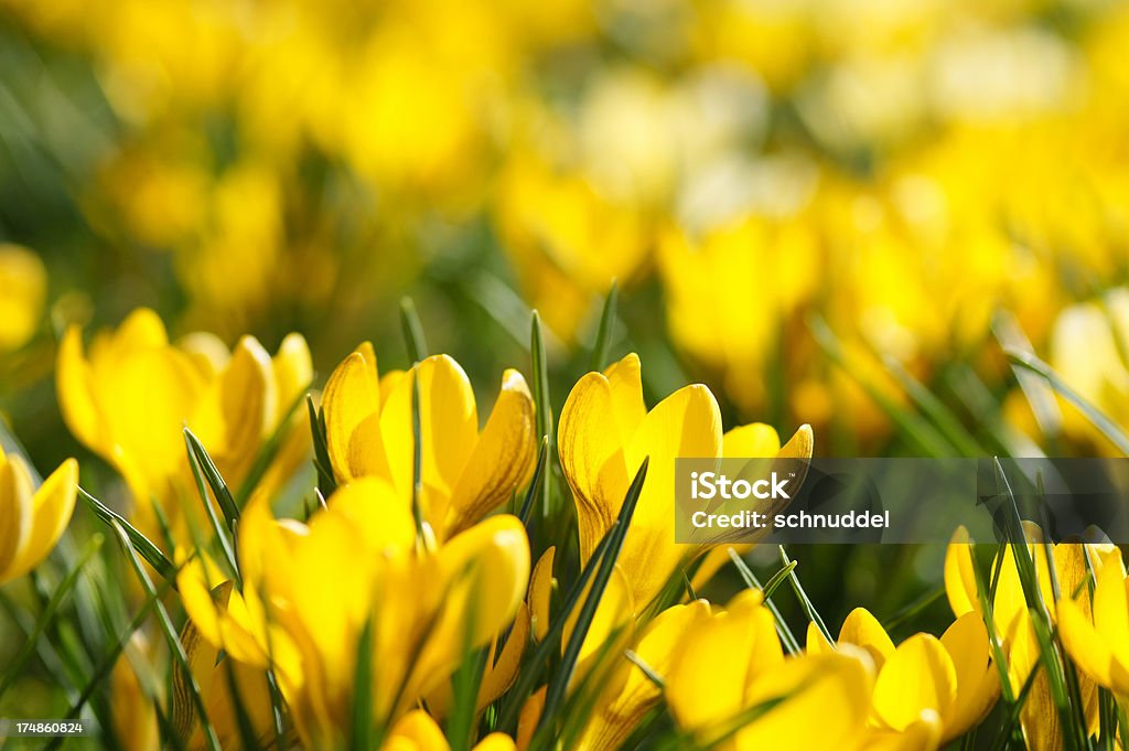 Piccolo giallo crocuses - Foto stock royalty-free di Aiuola