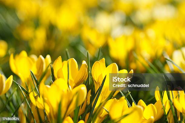 Piccolo Giallo Crocuses - Fotografie stock e altre immagini di Aiuola - Aiuola, Botanica, Capolino