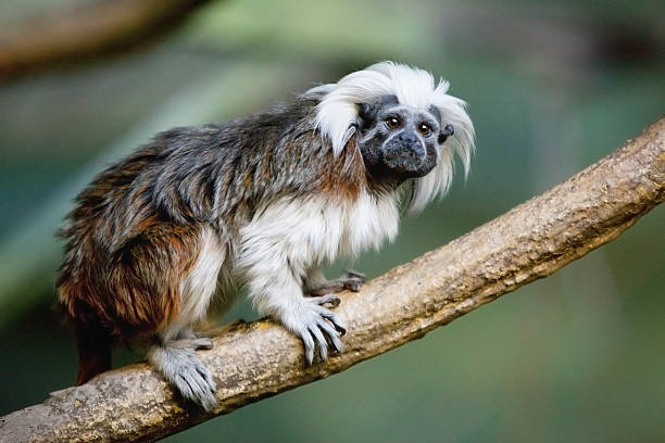 tamarín de algodón - beauty in nature day animal monkey fotografías e imágenes de stock