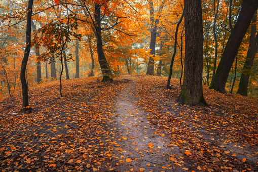 Golden autumn in the park. Picturesque footpath between the red autumn trees