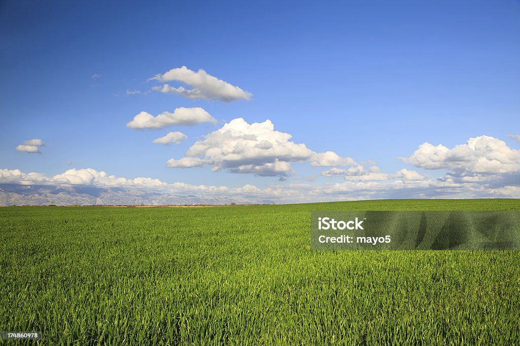 Green Campo - Foto de stock de Aire libre libre de derechos