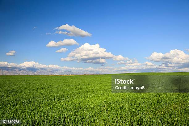 Photo libre de droit de Vert Field banque d'images et plus d'images libres de droit de Bleu - Bleu, Champ, Ciel