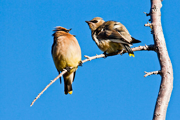 Adult Cedar Waxwing Feeding a Juvenile The Cedar Waxwing (Bombycilla cedrorum) is a medium sized, mostly brown, gray, and yellow bird named for its wax-like wing tips. It has a distinctive crest on its head and a black eye mask. The waxwing's diet includes cedar cones, fruit, and insects. Some favorite foods include the fruit of Indian Plum and Mountain Ash trees. These Cedar Waxwings were photographed in Crater Lake National Park, Oregon, USA. jeff goulden crater lake national park stock pictures, royalty-free photos & images