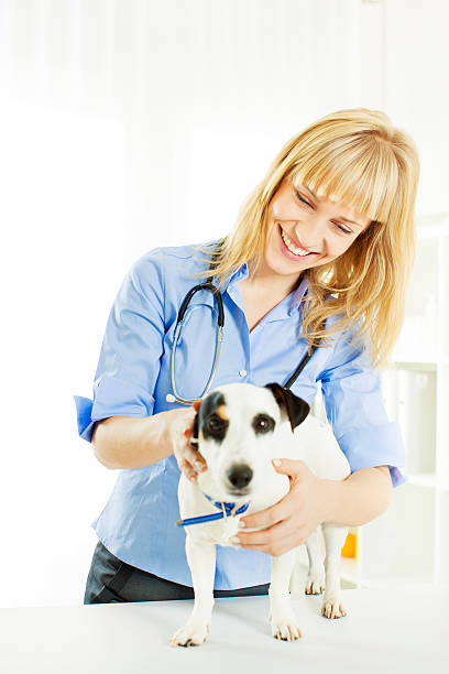 istock Young Female Veterinary Caring About Dog. 174861063