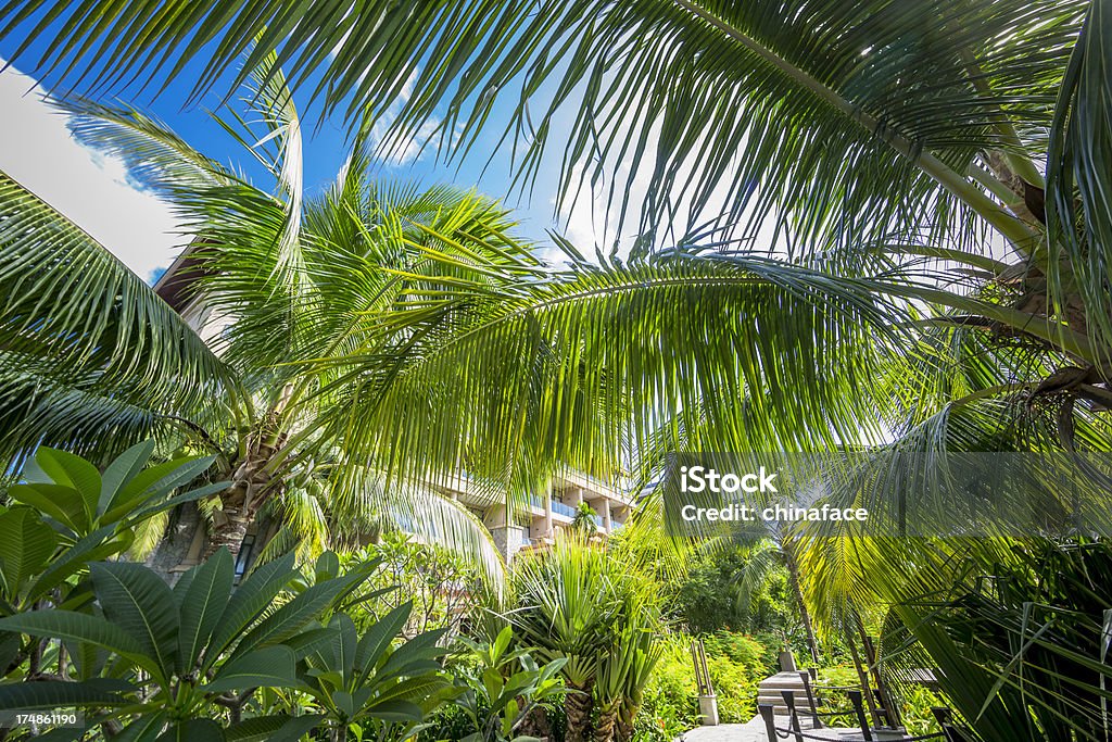 Jardim Tropical - Foto de stock de Ajardinado royalty-free