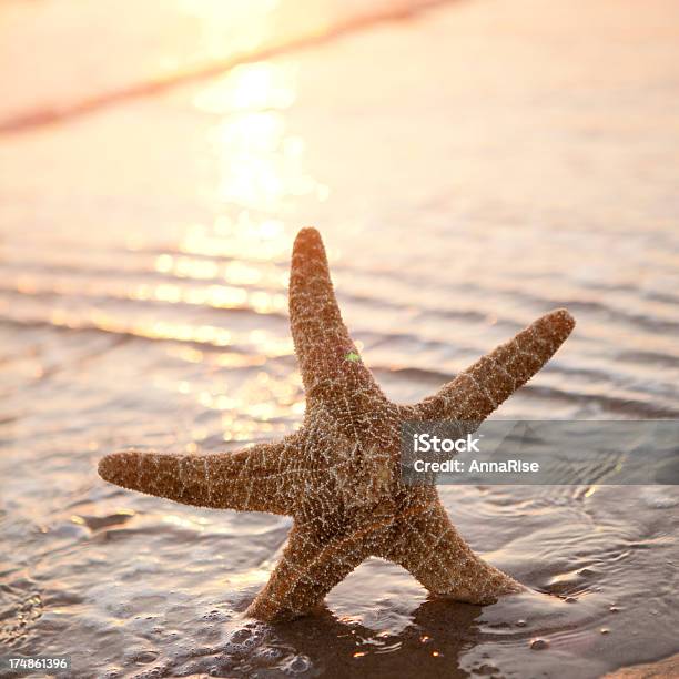 Stella Di Mare Al Tramonto - Fotografie stock e altre immagini di A forma di stella - A forma di stella, Acqua, Ambientazione esterna