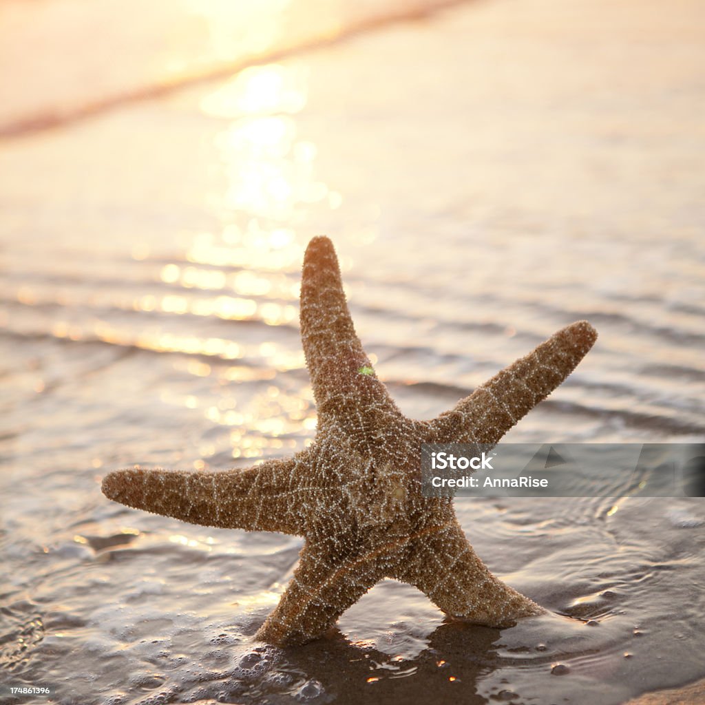 Морская звезда на закате - Стоковые фото Без людей роялти-фри