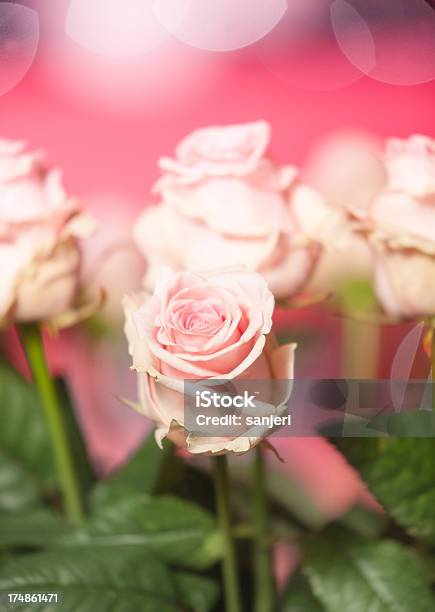 Rosa Rose - Fotografie stock e altre immagini di Bellezza naturale - Bellezza naturale, Bouquet, Close-up