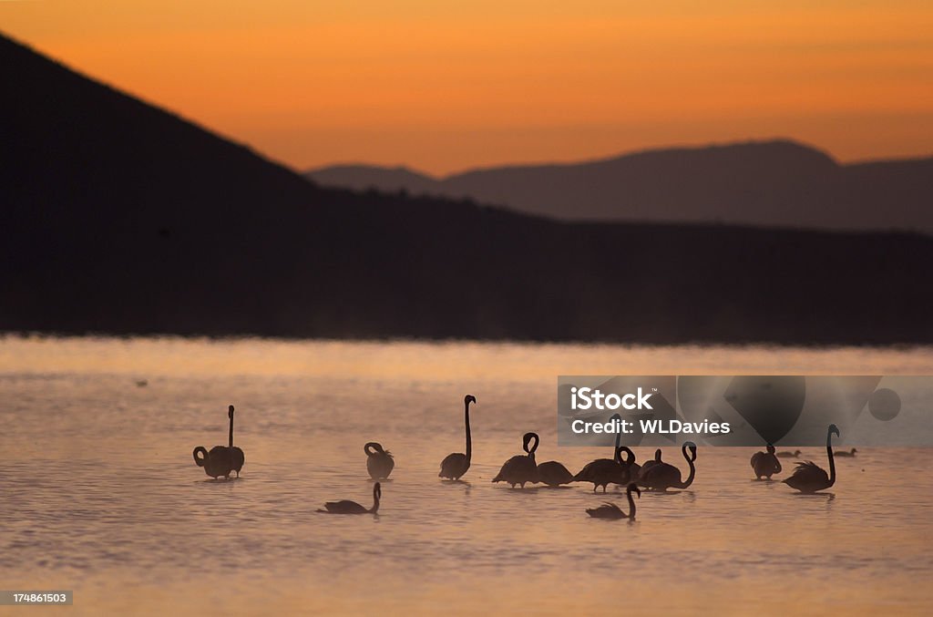 Flamants roses à l'aube - Photo de Lac Nakuru libre de droits