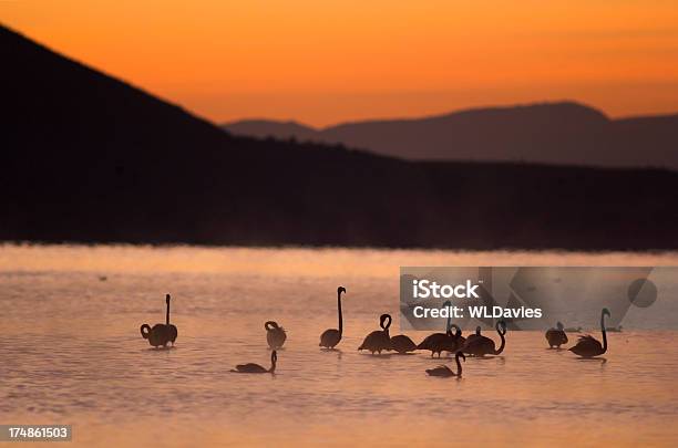 Photo libre de droit de Flamants Roses À Laube banque d'images et plus d'images libres de droit de Lac Nakuru - Lac Nakuru, Afrique, Afrique de l'Est