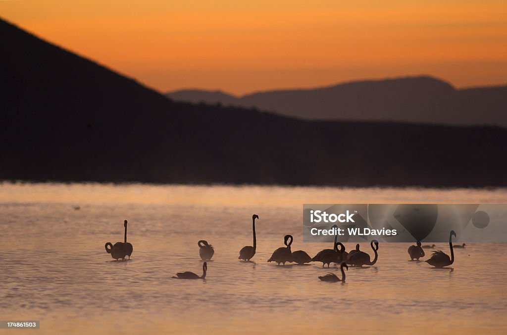 Фламинго на рассвете - Стоковые фото Озеро Накуру роялти-фри