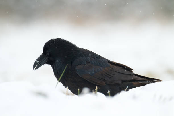 istock A beautiful raven Corvus corax, bird North Poland Europe 1748615049