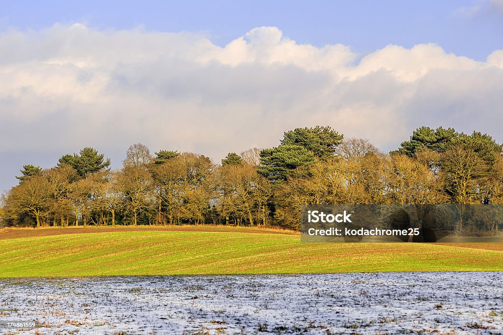 campo - Foto stock royalty-free di Agricoltura