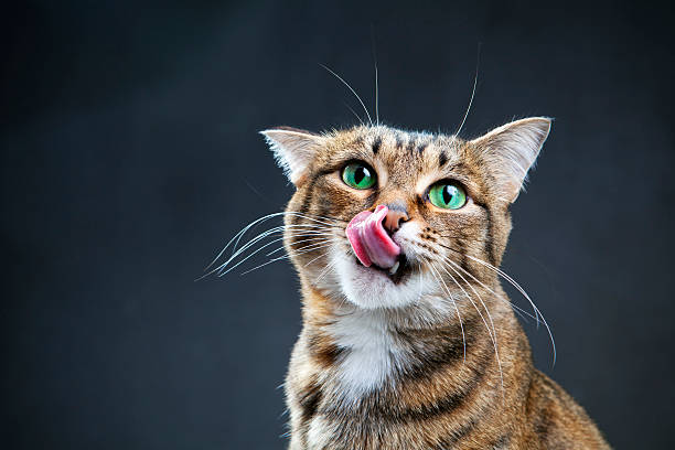 Close up of cat licking lips with dark background Portrait of a cat on a dark background licking photos stock pictures, royalty-free photos & images