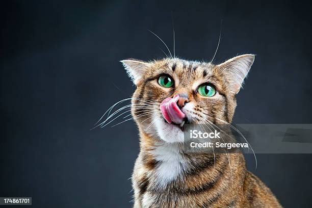 Close Up Of Cat Licking Lips With Dark Background Stock Photo - Download Image Now - Domestic Cat, Licking, Hungry