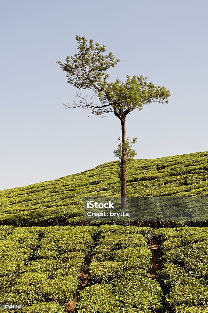Чайная плантации - Стоковые фото Азия роялти-фри