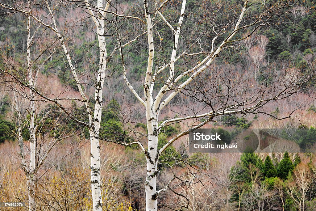 Rama de un árbol en el bosque - Foto de stock de Aire libre libre de derechos