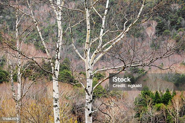 Rama De Un Árbol En El Bosque Foto de stock y más banco de imágenes de Aire libre - Aire libre, Ajardinado, Boscaje