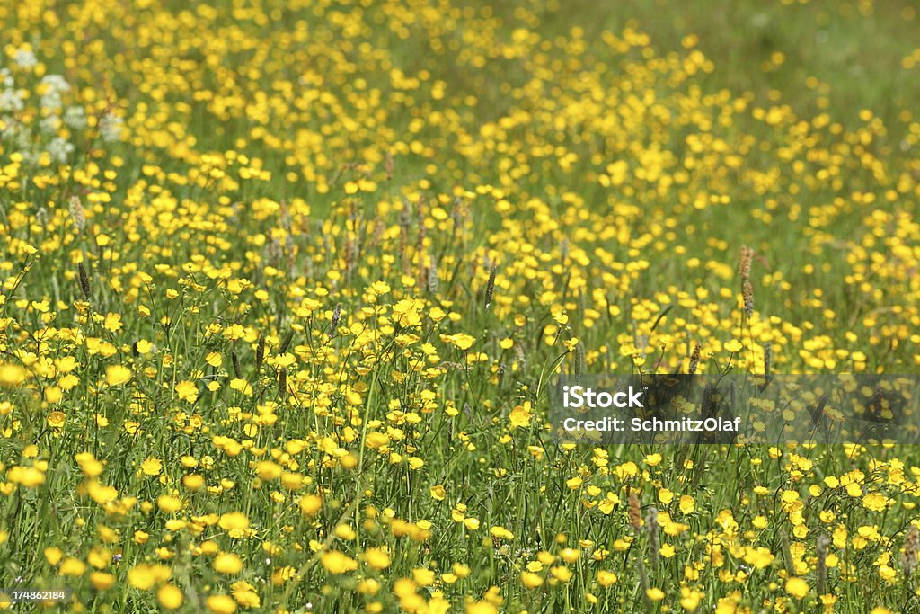Amarillo summer meadow - Foto de stock de Aire libre libre de derechos