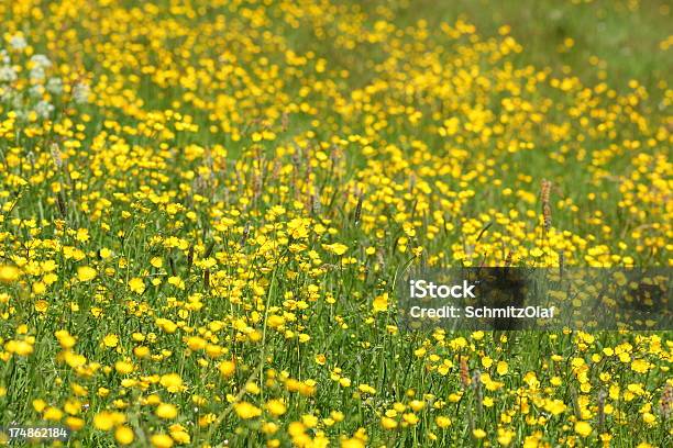 Amarillo Summer Meadow Foto de stock y más banco de imágenes de Aire libre - Aire libre, Amarillo - Color, Cabeza de flor