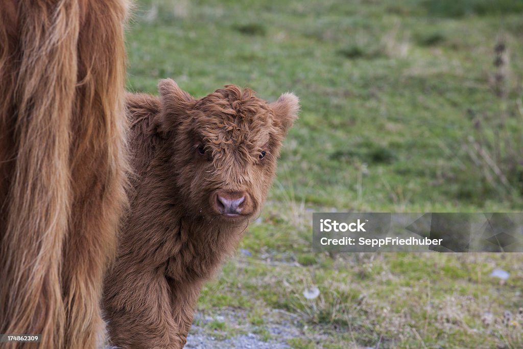 Vache des Highlands veau - Photo de Agriculture libre de droits