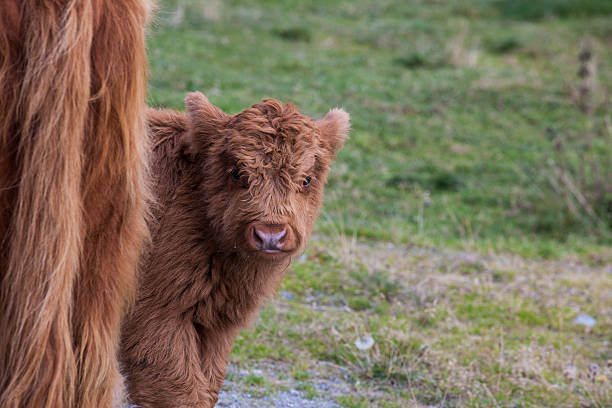 filhote de gado da escócia - animal hair animal galloway scottland - fotografias e filmes do acervo