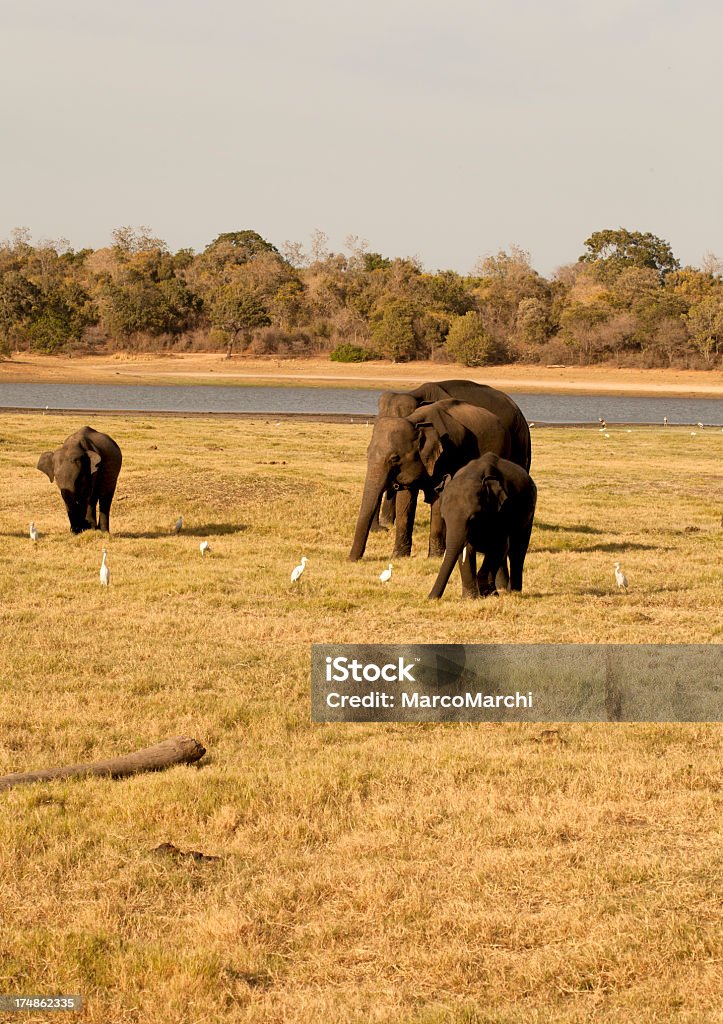 éléphant - Photo de Animaux de safari libre de droits
