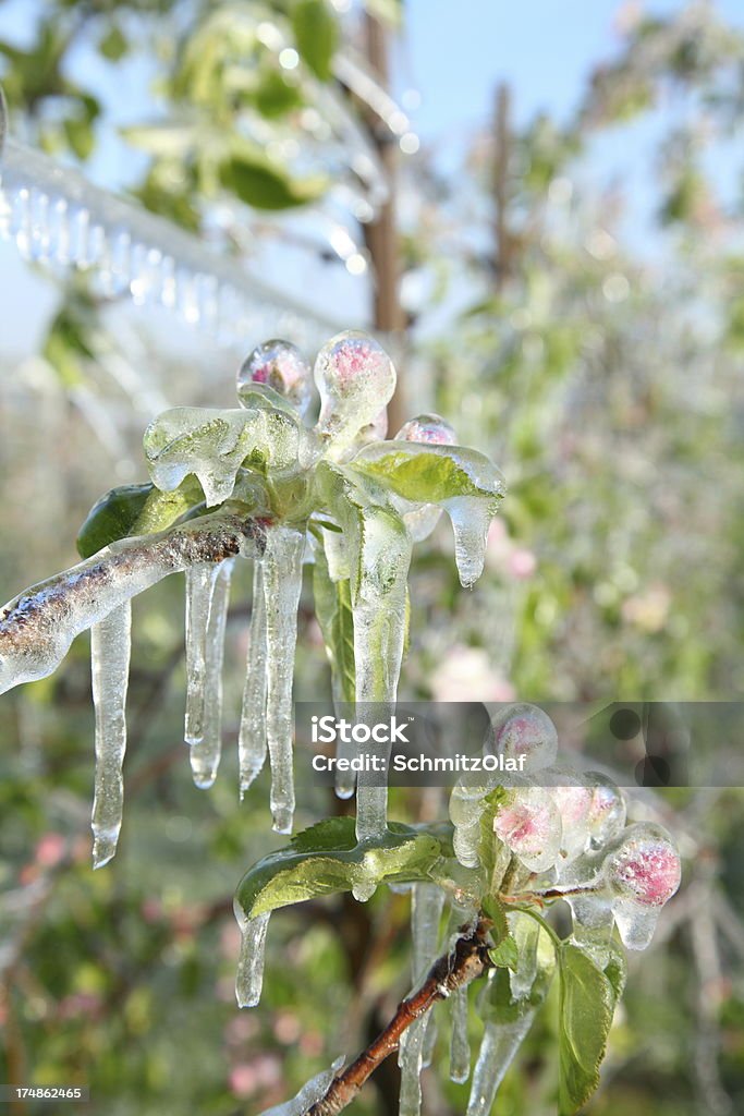 Florescendo árvore com gelo na primavera - Foto de stock de Agricultura royalty-free