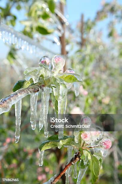 Foto de Florescendo Árvore Com Gelo Na Primavera e mais fotos de stock de Agricultura - Agricultura, Azul, Congelado