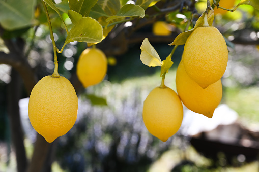 Lemon tree with rain drops on the lemons