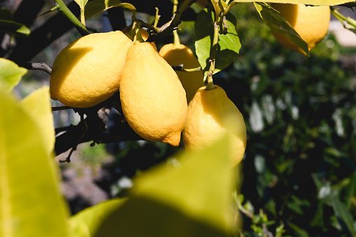 Lemons on the lemon tree. Citrus fruits