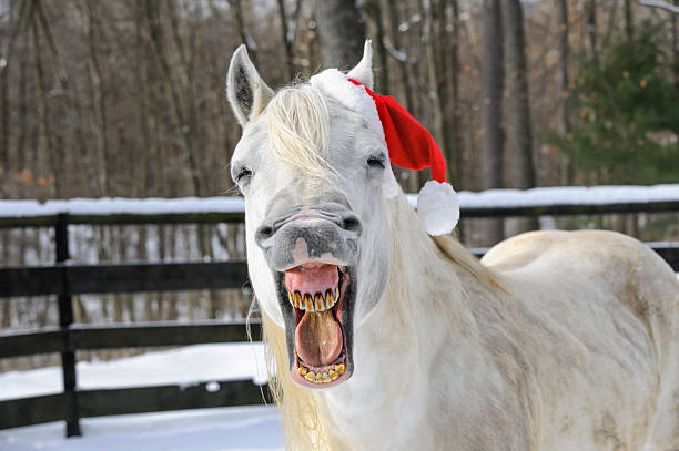 horse rire portant chapeau de père noël, vue de devant - horse animal head laughing animal photos et images de collection