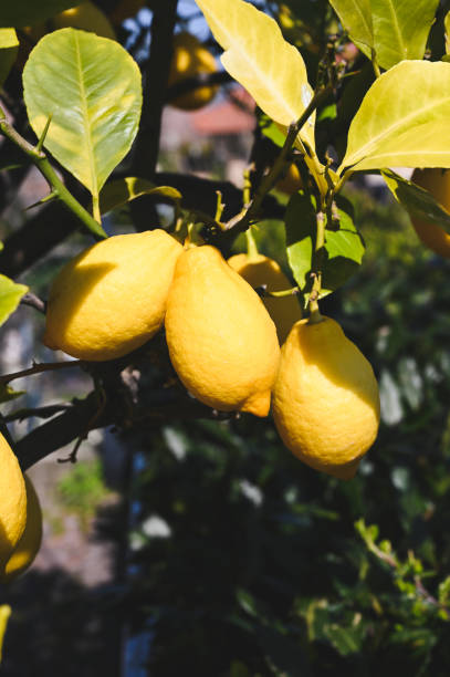 istock ripe yellow lemon on a tree in a sunny day. 1748626063