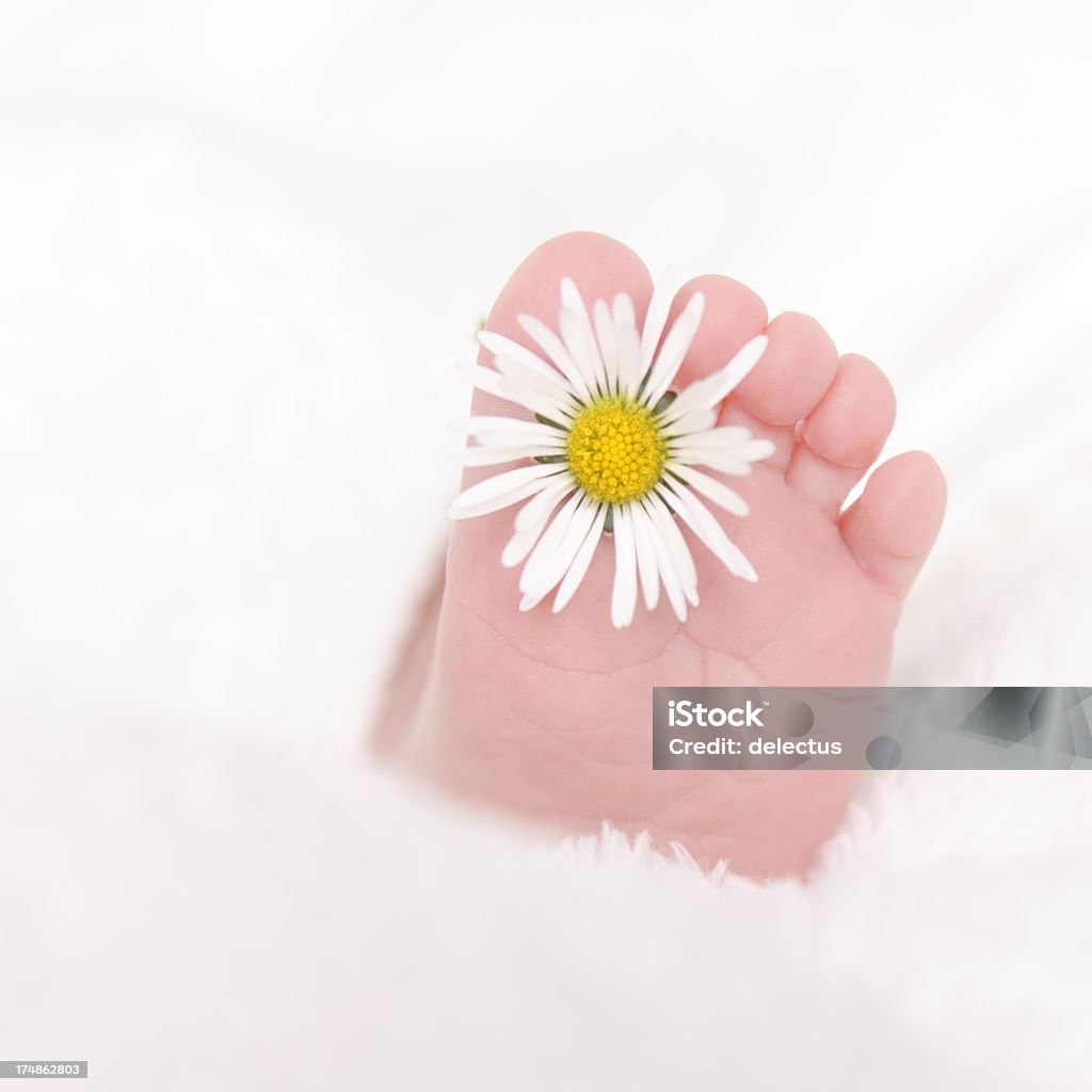 Bébé pied avec des pâquerettes - Photo de 0-1 mois libre de droits