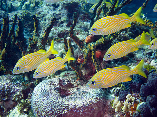 Yellow Grunts "Yellow Grunts in Cozumel, Mexico" grunt fish photos stock pictures, royalty-free photos & images