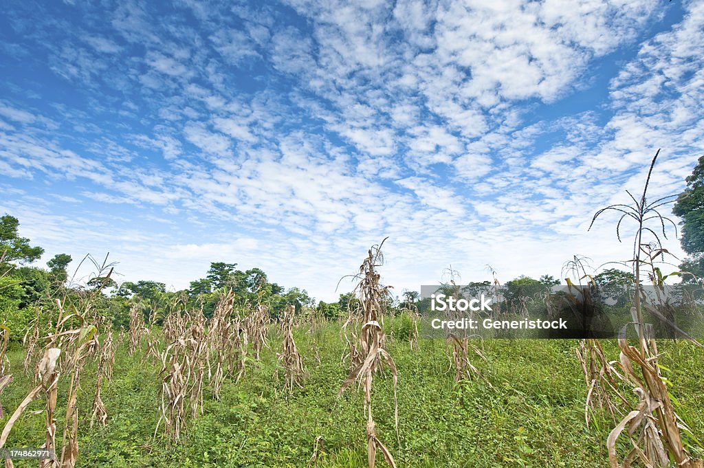 Campos de maíz - Foto de stock de Agricultura libre de derechos