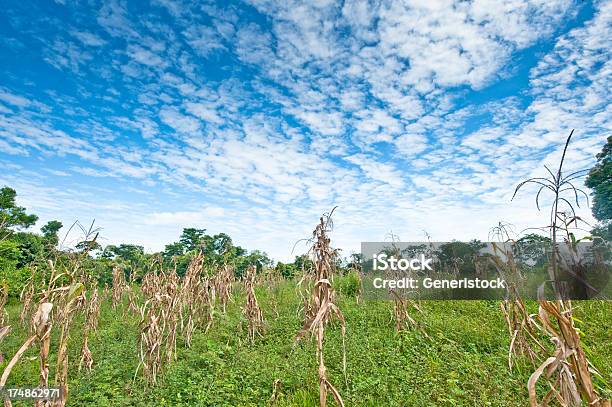 Campos De Milho - Fotografias de stock e mais imagens de Agricultura - Agricultura, Ao Ar Livre, Campo agrícola