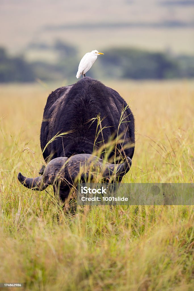 Buffaloe in masai mara national reserve - with bird Old and isolated Buffalo in masai mara national reserve, Kenya, East Africa with cattle egret Cattle Egret Stock Photo