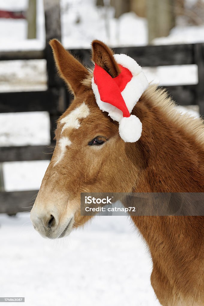 Sabot bambino in Santa Cappello di Natale e neve - Foto stock royalty-free di Mulo