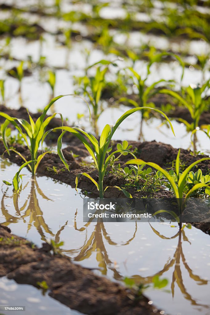 Jovem as plantas de milho em um campo. - Royalty-free Agricultura Foto de stock