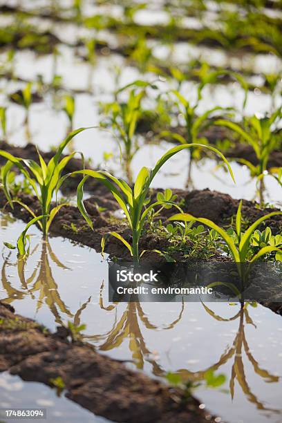 Jovem As Plantas De Milho Em Um Campo - Fotografias de stock e mais imagens de Agricultura - Agricultura, Ao Ar Livre, Campo agrícola