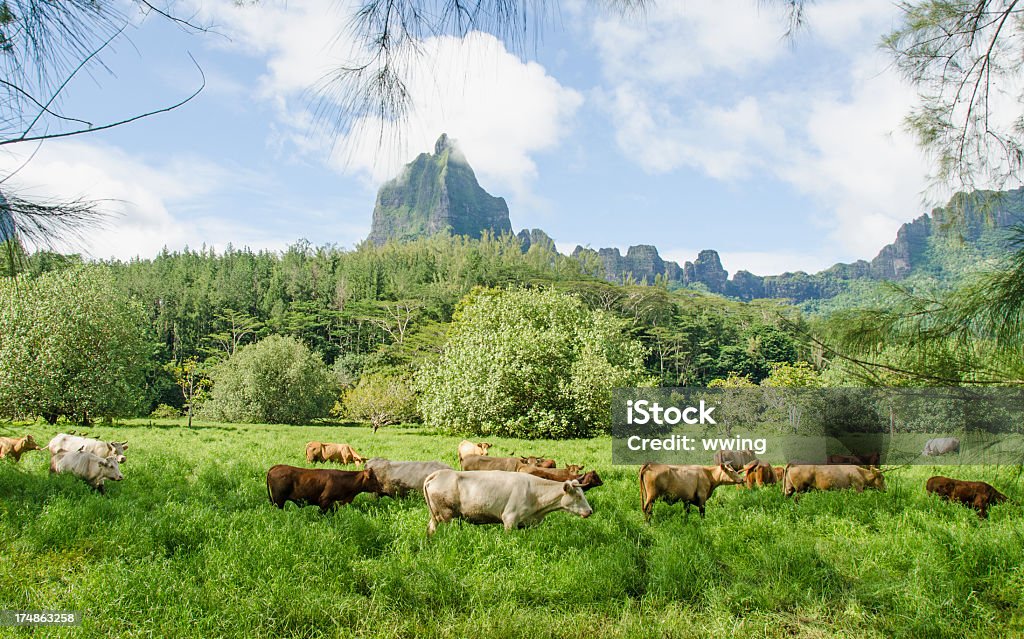 Moorea Rinderfarm - Lizenzfrei Agrarbetrieb Stock-Foto