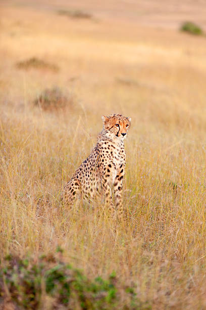 istock Male cheetah in Masai Mara 174863308